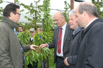 In der Kirschenanlage wird das ganze Schadensausma durch den Frost sichtbar. Landwirtschaftsminister Peter Hauk (l.) machte sich auf Einladung von LVEO-Prsident Mller (3. v. r.) auf dem Betrieb von Thomas Heilig (2. v. r.) ein Bild von den Frostschden. Auch Landtagsabgeordneter Martin Hahn (Grne) zeigte sich betroffen. 