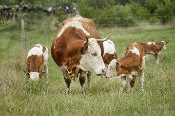 Die Kuhfamilienzucht soll fr mehr Tierwohl und
bessere Nachhaltigkeit in der Tierhaltung sorgen. 