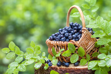 Heidelbeeren werden immer beliebter.