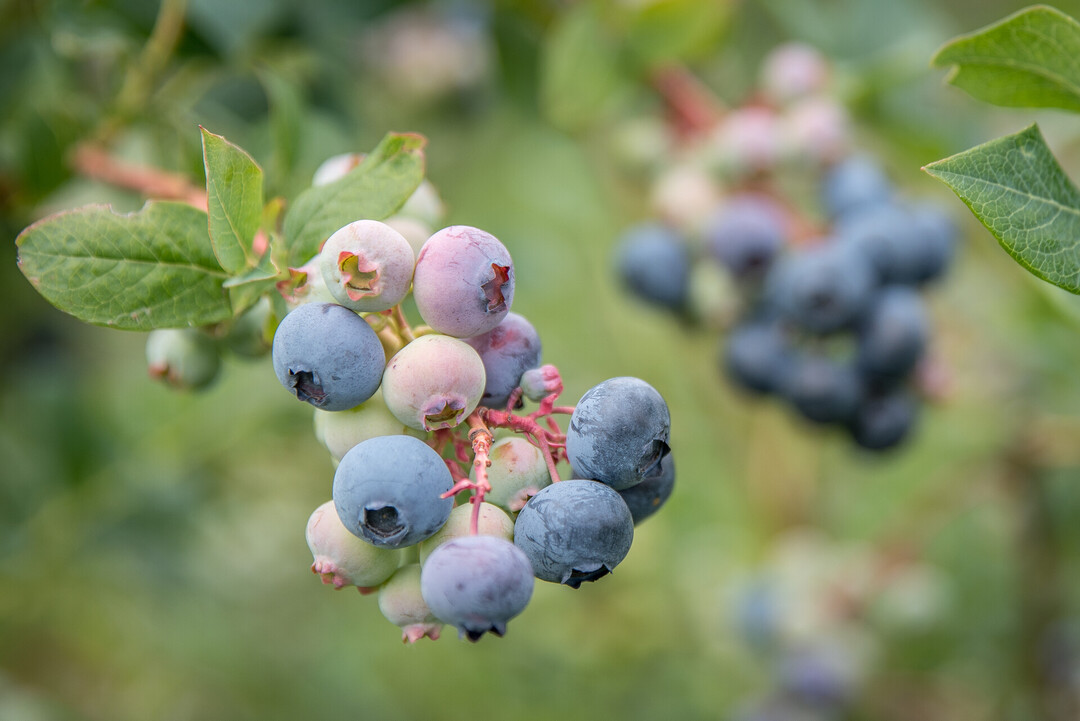 Die Beerenobst-Fachleute der LWK rechnen bei Heidelbeeren in diesem Jahr mit einer guten Fruchtqualitt und einer guten Erntemenge.