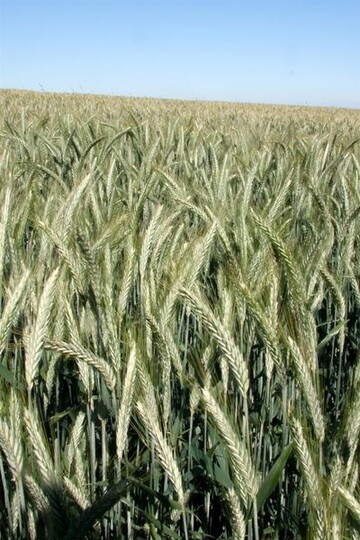 Neue Roggensorte Helltop