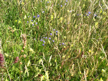 Extensiv genutzte Wiesen sind in der Regel artenreich. Unter Gesichtspunkten des Naturschutzes gelten sie als hochwertig, der futterbauliche Nutzen ist hingegen begrenzt.