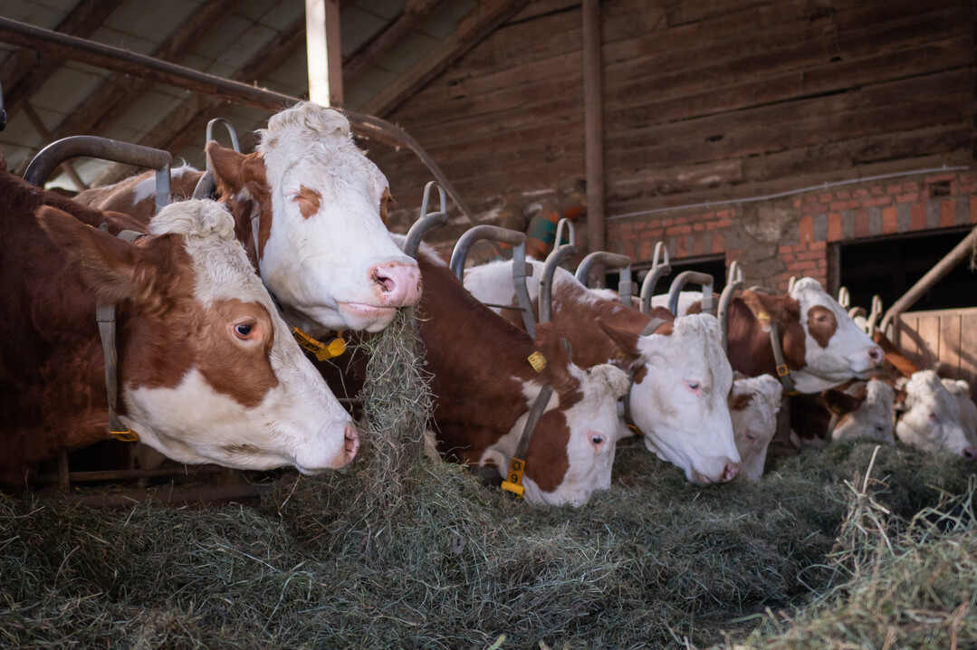 Nach monatelanger Frischgrasfütterung erhalten die Heumilch-Kühe nun wieder hochwertiges Heu.