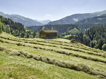 Heuwirtschaft trägt zum Erhalt von Dauergrünland bei und leistet damit einen Beitrag zum Schutz des Ökosystems.