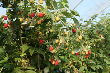 Ein Groteil des Beerenanbaus unter Foliendach entfllt auf Himbeeren.