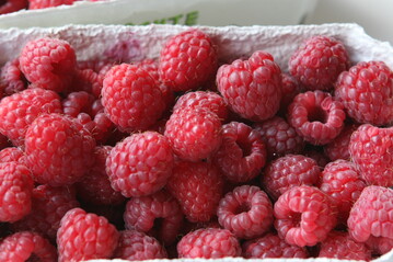 Der Anbau von Himbeeren verlagert sich zusehends vom Freiland in geschtzte Tunnel. 