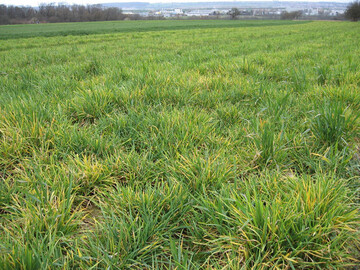 Chlorotischer Wintergerstenbestand.