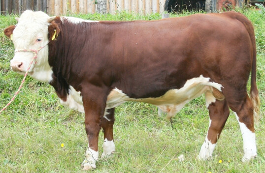 An der Spitze der sechs Mutterkuhbullen lief Silbenie aus der Zucht von Ewald Kiefer aus Fröhnd-Ittenschwand. Er ist mit 8 in B und 7 in AE der Ausnahmebulle der Versteigerung. Zum Preis von 2.050 € erhielt ein Neuzüchter aus Niedersachsen nach einem langen Duell den Zuschlag.