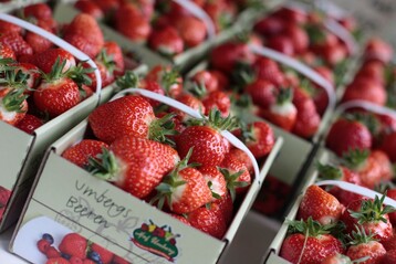 Erdbeeren müssen durch ihren Geschmack bestechen. Bei Sorten, die über lange Strecken transportiert werden müssen, geht das Züchtungsziel Haltbarkeit meist zu Lasten des Aromas.
