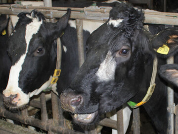 Im Kalenderjahr 2010 wurden 79.228 Zuchtrinder der Rasse Deutsche Holsteins (75.054 Schwarzbunte, 4.174 Rotbunte) exportiert. Dies bedeutet ein Plus im Vergleich zum Vorjahr von rund 9000 Zuchtrindern (12,6 Prozent).