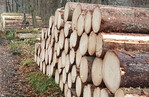 Die Holzpreise sind gut: Angesichts einer Verknappung könnte der Preis sogar eher noch steigen.