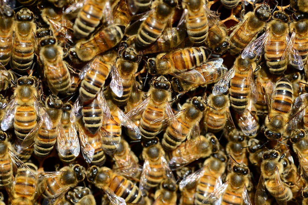 Bienen sind wertvolle Bestäuber. Eine Herausforderung ist die Ökoimkerei, da hier ein sehr hoher Anteil ökologisch bewirtschafteter Flächen im Flugradius der Bienen liegen muss.