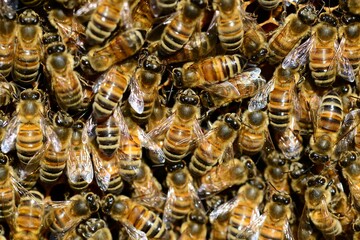 Bienen sind wertvolle Bestuber. Eine Herausforderung ist die koimkerei, da hier ein sehr hoher Anteil kologisch bewirtschafteter Flchen im Flugradius der Bienen liegen muss.