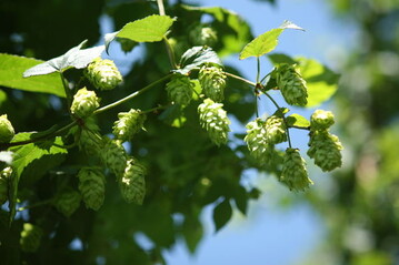 Hopfen wird nach der Ernte in Darren schonend getrocknet. Mit neuen Forschungsergebnissen lsst sich die Trockenleistung dieser Hopfendarren verbessern. 