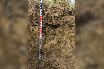 Der Pelosol kann ausgezeichnet Wasser und Nährstoffe speichern, ist jedoch anspruchsvoll zu bearbeiten.