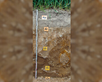 Parabraunerden gehören zu den weltweit besten Ackerbaustandorten.