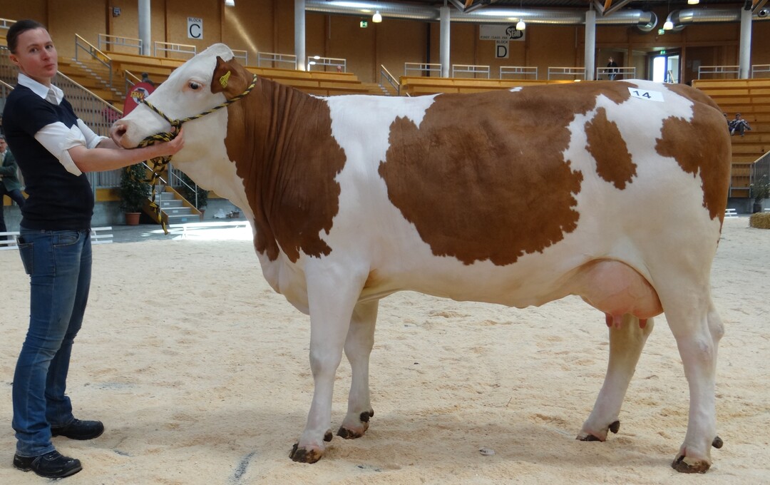 Siegerin Hornlos von der Kuppler GbR, Schrozberg-Reupoldsrot.