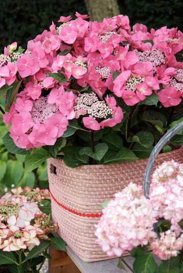 Hortensie