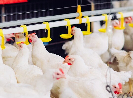 In der Studie wurden 56 weie Leghorn-Hhner 28 Tage lang ditetischen Behandlungsgruppen zugeteilt. Die Vgel, die die hchste Ergnzungsstufe des Mikroalgenl-Ergnzungsmittels erhielten, legten am Ende der Studie fast alle keine Eier mehr.