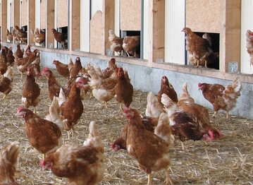 Hhner drfen wegen der Vogelgrippe vielerorts nicht mehr ins Freie. In den betroffenen Gebieten gilt eine Aufstallungspflicht. Stand 20. Februar haben insgesamt zehn Landkreise im Verbreitungsgebiet des Landesbauernverbandes Allgemeinverfgungen erlassen, nach denen eine Stallpflicht fr Geflgelhaltungen vorlufig in der Regel bis zum 31. Mrz vorgesehen ist.