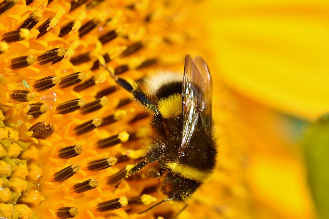 Auch Hummeln sind effiziente Bestäuber und müssen beim Pflanzenschutz im Raps berücksichtigt werden.