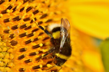 Auch Hummeln sind effiziente Bestäuber und müssen beim Pflanzenschutz im Raps berücksichtigt werden.