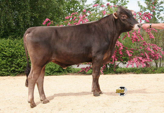 Husold fhrt mit einem Gesamtzuchtwert (GZW) von 138 die aktuelle Spitzenliste an. 