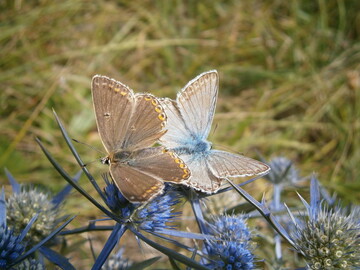 Blauling bei der Paarung