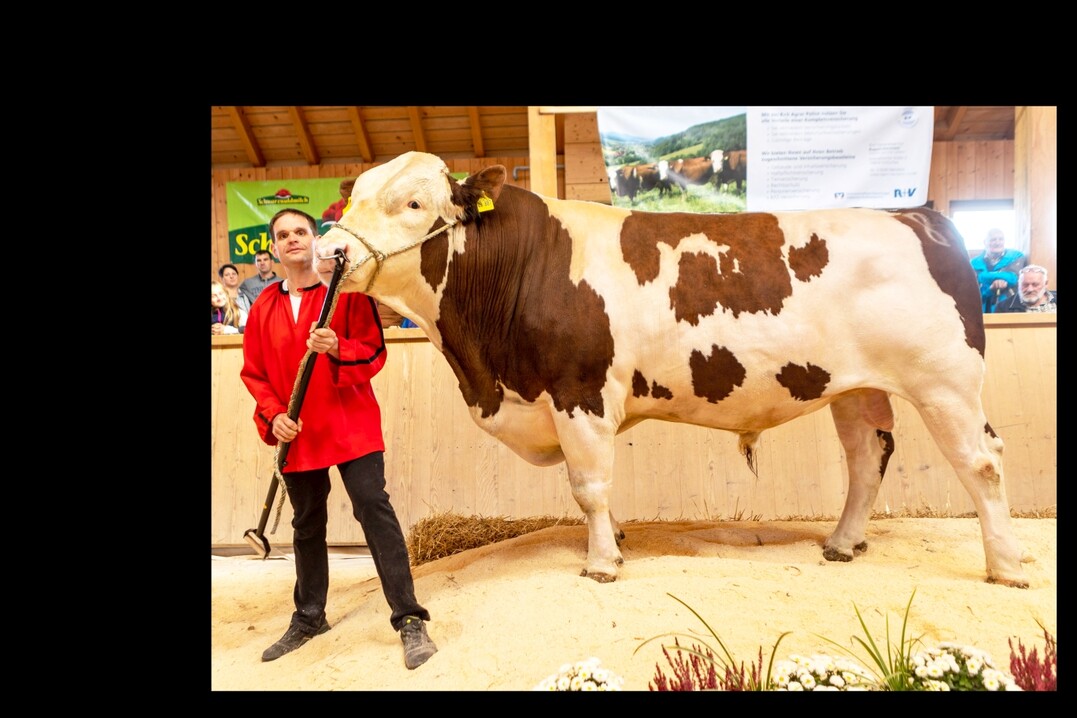 Der Wartebulle Iggupir wurde Reservesiegerbulle der Verbandsschau am 9. Oktober 2022 in St. Mrgen und ist ein Sohn des Besamungsbullen Igguss. Klaus Duffner aus Haslach hat ihn gezchtet und Gerhard Klausmann aus St. Georgen-Stockburg nutzt ihn im Natursprung.