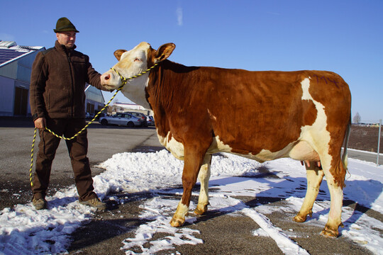 Die unangefochtene Fleckvieh - Spitzenjungkuh stellte die Familie Haag aus Sulzbach/Murr  Berwinkel mit einer schicken und enorm fundamentstarken Waldol  Tochter mit 30 kg Milch, die zum Tageshchstpreis in den Odenwald wechselte. 