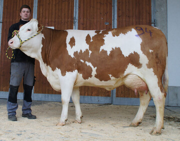 Angefhrt wurde die Kollektion von einer Hupadin-Tochter vom Betrieb Mayer aus Ellwangen-Lindenhof. Sie war bereits garantiert tragend, leistete 34 kg Milch und zeigte sich sehr komplett im Exterieur.