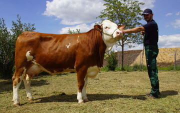 Bei den Jungkhen ging eine fehlerfreie Monumental-Tochter von der Hof Aischland Milch-GbR aus Weikersheim an der Spitze. Neben einem Tagesgemelk von 33,5 kg Milch wusste sie durch ihre Harmonie und einem bestechenden Fundament zu berzeugen.