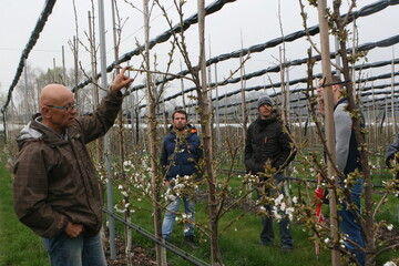 Thomas Kininger experimentiert mit verschiedenen Kirschenerziehungsformen mit dem Ziel, die Bume mglichst schnell nach dem Pflanzen in den Ertrag zu bringen. 