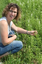 Blaue Süßlupine blühend im Feld.