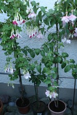 Naturformen von Fuchsien am Hauseingang von Ernst Kessler.