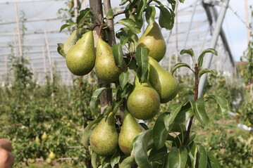 Im Vergleich zu Äpfeln führen Birnen eher ein Schattendasein. Mit einem Pro-Kopf-Verbrauch von zwei Kilo rangieren sie auf Platz acht der Beliebtheitsskala.