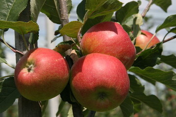 Soll zur Ernte die Fruchtgröße stimmen, muss jetzt nach dem Junifall eine Handausdünnung erfolgen.