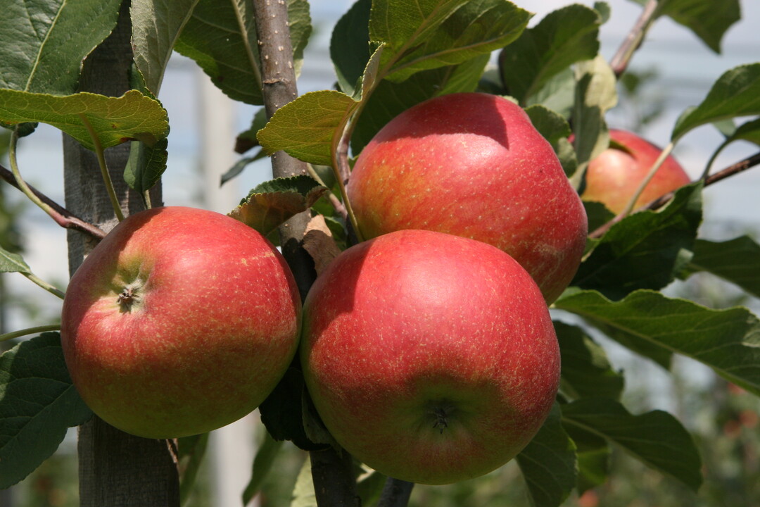 Äpfel machen sich dieses Jahr rar im Land. Nach den massiven Blütenfrösten im April wird mit der kleinsten Ernte seit 30 Jahren gerechnet.