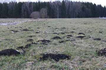 Mausschden auf Grnland