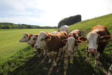 Fleckviehrinder auf der Weide