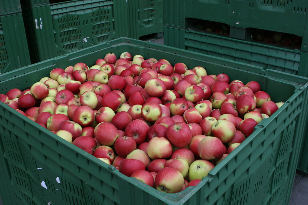 In Nordrhein-Westfalen startet ein Pilotprojek für mehr Nachhaltigkeit im Obstbau, das in einem neuen Siegel für Obst münden soll.