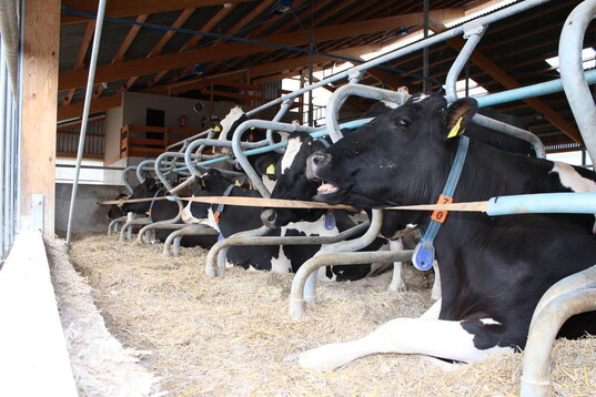 Tiefboxen mit Stroh, elastischer Frontbegrenzung und flexiblem Nackensteuer erhhen den Komfort fr Khe in Boxenlaufstllen erheblich. 
