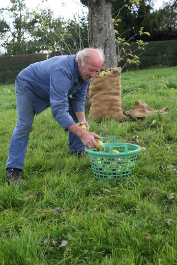 Die Streuobsternte im Land fällt kleiner aus als im langjährigen Durchschnitt.