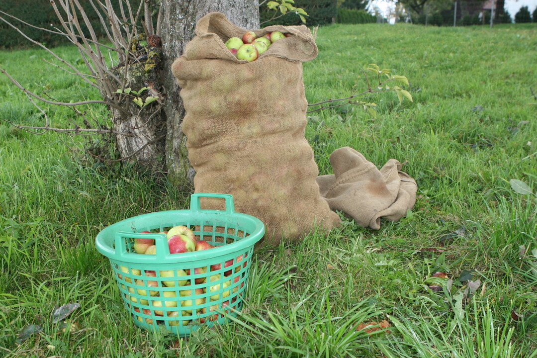 Frost und Alternanz drücken in diesem Jahr stark auf den Ertrag im Streuobstbau.