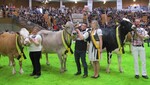 Schön und funktional: Bei den Fleckviehkühen siegte die dreijährige Emilia aus der Zucht der Hof Aischland Milch-GbR in Weikersheim. Züchtertochter Johanna Beck führte die Zweitkalbskuh durch den Ring. Grand Champion bei den Braunviehkühen wurde die sechsjährige Belena, gezüchtet von Franz und Gabriele Kramer in Erolzheim. Gezeigt wurde die Kuh, die auch in der Klasse der Kühe mit vier bis fünf Kalbungen siegte, von Raphael Steinhauser und Veronika Hecht. Bei den Holsteinkühen schaffte die fünfjährige Dasie aus dem Zuchtbetrieb von Uwe Maier in Schwäbisch Gmünd den Sprung aufs Siegertreppchen. Michael Lang führte die Kuh durch die Arena.