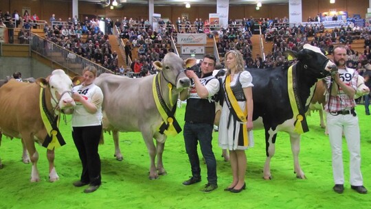 Schön und funktional: Bei den Fleckviehkühen siegte die dreijährige Emilia aus der Zucht der Hof Aischland Milch-GbR in Weikersheim. Züchtertochter Johanna Beck führte die Zweitkalbskuh durch den Ring. Grand Champion bei den Braunviehkühen wurde die sechsjährige Belena, gezüchtet von Franz und Gabriele Kramer in Erolzheim. Gezeigt wurde die Kuh, die auch in der Klasse der Kühe mit vier bis fünf Kalbungen siegte, von Raphael Steinhauser und Veronika Hecht. Bei den Holsteinkühen schaffte die fünfjährige Dasie aus dem Zuchtbetrieb von Uwe Maier in Schwäbisch Gmünd den Sprung aufs Siegertreppchen. Michael Lang führte die Kuh durch die Arena.