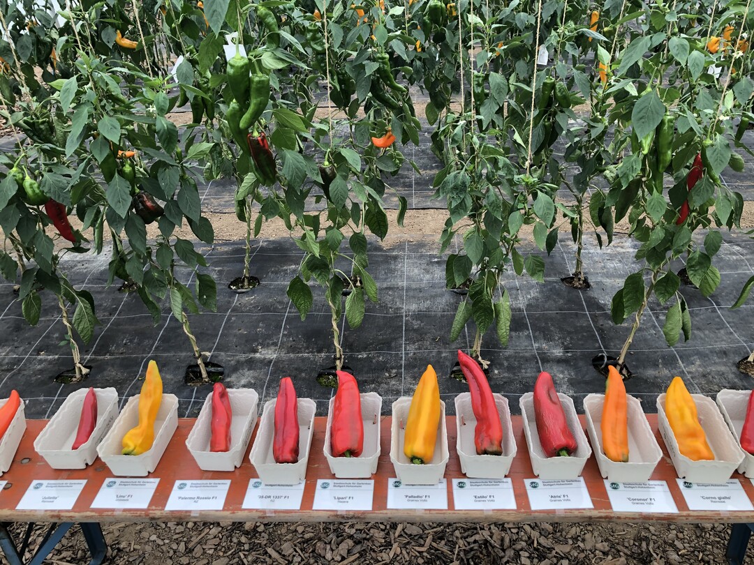 Spitzpaprika erfreuen sich immer mehr Beliebtheit beim Verbraucher. Aus den Supermarktregalen sind sie inzwischen kaum mehr wegzudenken. Aber wie machen sich einzelne Sorten tatschlich im Ertrag? Dieser Frage ist SfG nachgegangen und hat verschiedene Sorten auf ihre Ertragsunterschiede getestet. Auch wenn der Versuch noch nicht ganz abgeschlossen ist, lsst sich jetzt schon sagen, dass bis auf zwei Sorten alle bei 90 bis 99 Prozent marktfhiger Ware liegen. Jedoch bestehen groe Unterschiede zwischen Gesamtertrag und durchschnittlicher Gre. Das hchste Einzelgewicht erreichte die gelbe Sorte Palladio F1 von Graines Voltz/Hild mit 165,87 Gramm. Auf den hchsten Gesamtertrag kam die Sorte 35-DR1337 F1 von Rijk Zwaan.