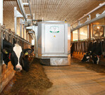 Wie von Geisterhand: Fütterungsroboter versorgen Kühe rund um die Uhr.