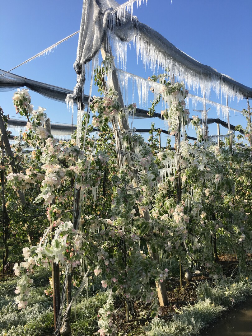 Frostschutzberegnung bei Apfelb�umen. Sie kann Bl�ten retten, doch am Bodensee ist dies nur auf wenigen Fl�chen im Argental und im Raum Oberdorf m�glich.