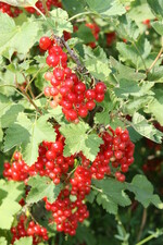 Das Angebot an Johannisbeeren nimmt deutlich zu, aber auch die Nachfrage wächst bei fallenden Preisen.